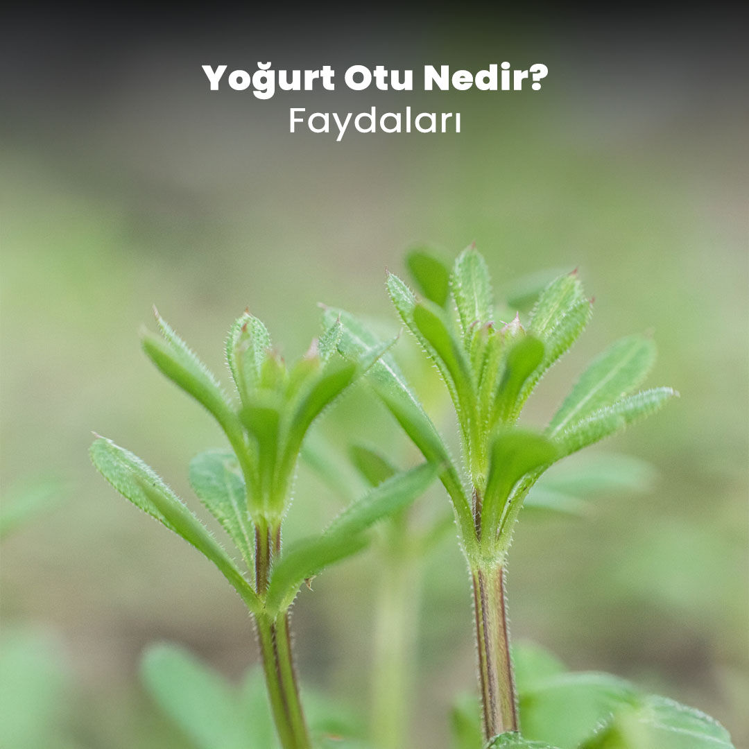 Yoğurt Otu Nedir? Faydaları Nelerdir?
